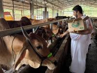 Go-Pujana at Kembre Farm Goshala (Pictures courtesy Shri Jnanesh Bhat Hattangadi)